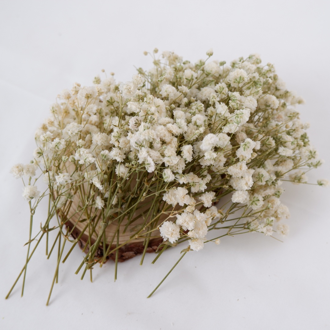 Dried Flowers White Mini Dried - Florist Supply Vases review and price